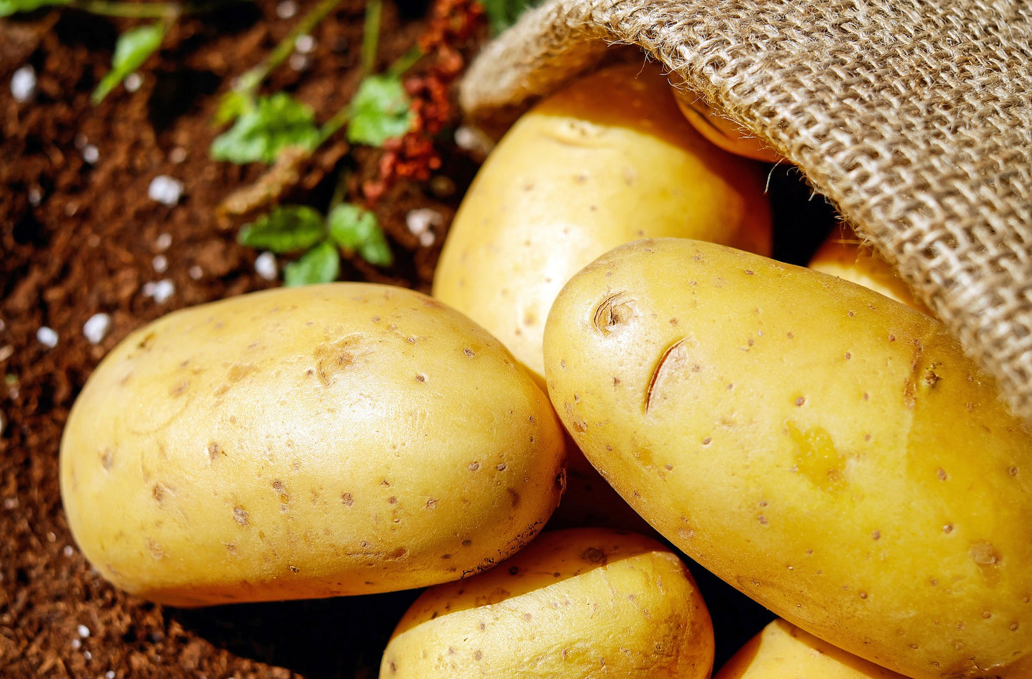 potato- phadi aloo